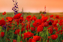 Obraz vlčích makov, divé maky poppies lúka